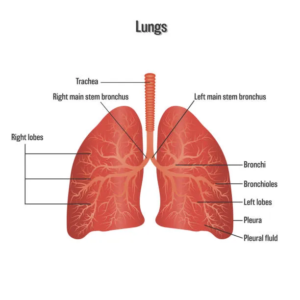 Human lungs